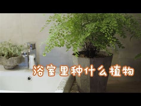 廁所 植物 推薦|8大適合浴室的植物：讓綠意點亮您的衛浴空間